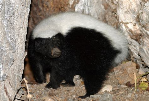 Conepatus .